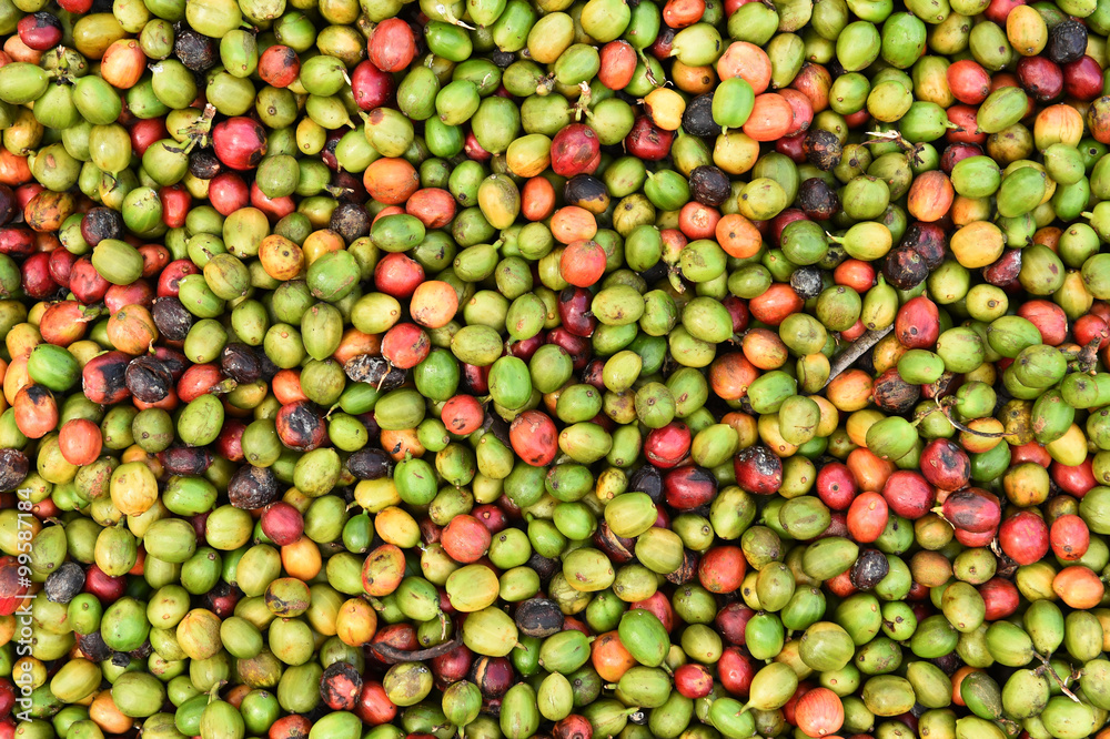 fresh coffee beans before roast. fresh coffee beans before roast.
