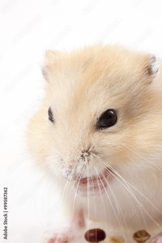 Cute hamster eating nuts, studio shot