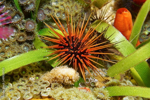 Underwater sea urchin Echinometra viridis