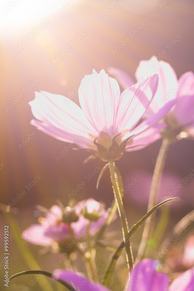 Pink beauty cosmos flowers under the sunshine. Vintage style.
