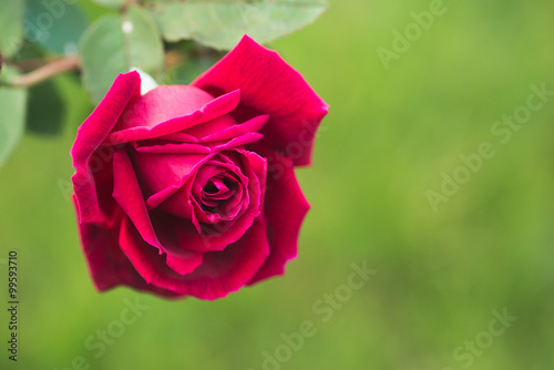 Pink or red rose flower in the garden