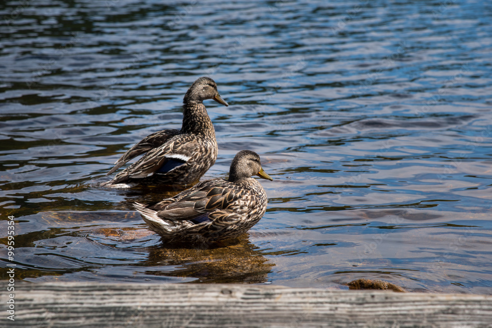 Ducks in Mount Lafayette, New Hampshire, USA