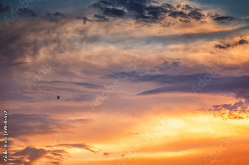 Orange cloudscape and flying birds , sunset shot © ValentinValkov