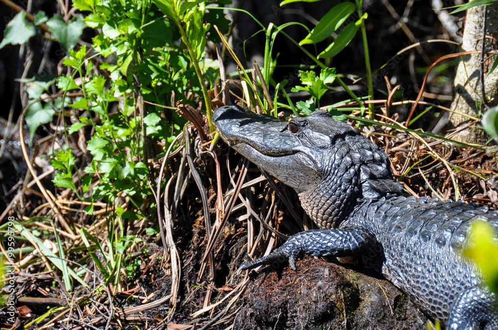 Naklejka premium Alligator in the Everglades, Florida, USA