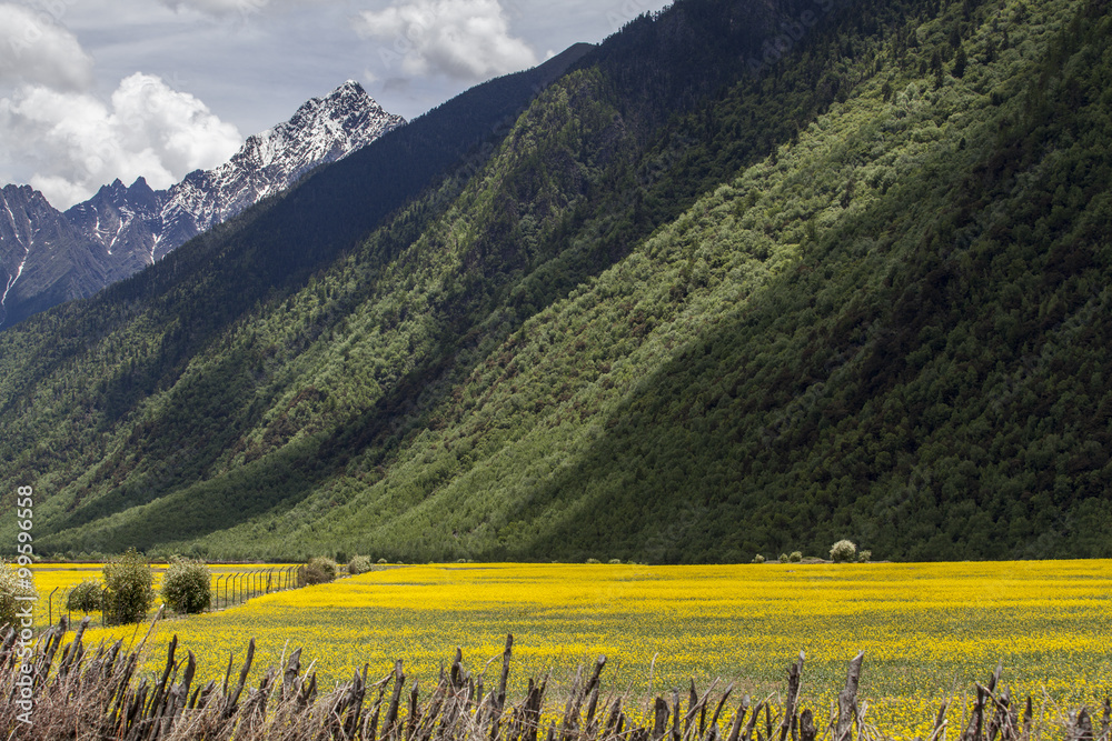 Rape flowers and mountains