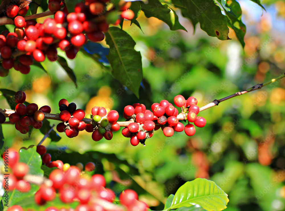Obraz premium Coffee beans on tree.
