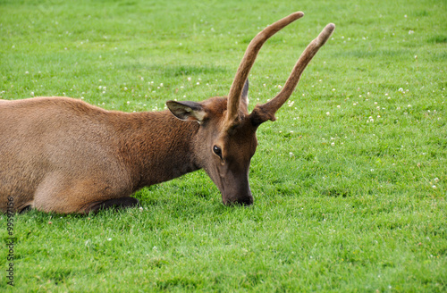 Elk  Yellowstone National Park  Wyoming  USA