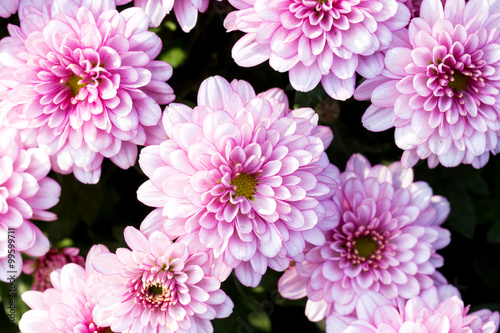 Beautiful of Pink Garden Dahlia flower