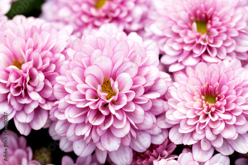 Beautiful of Pink Garden Dahlia flower