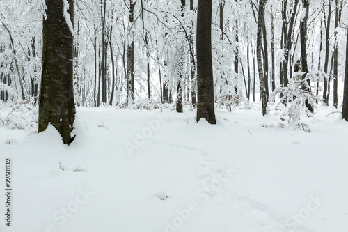 Trail through the snow in the forest