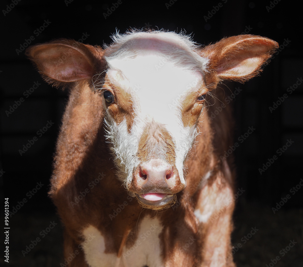 Fototapeta premium funny looking calf in Alberta, Canada