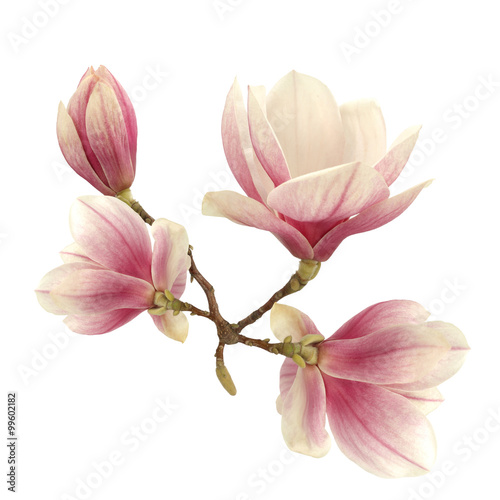 magnolia  © magdal3na