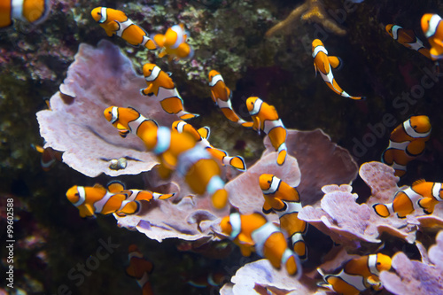 Fotografia, Obraz Orange clownfish