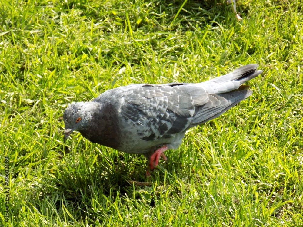Fototapeta premium Pigeon on lawn