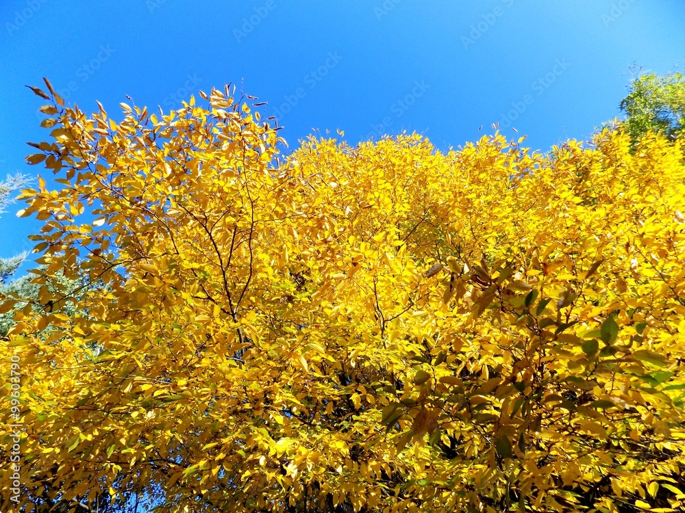 Yellow leaves on tree in autumn Yellow leaves on tree in autumn