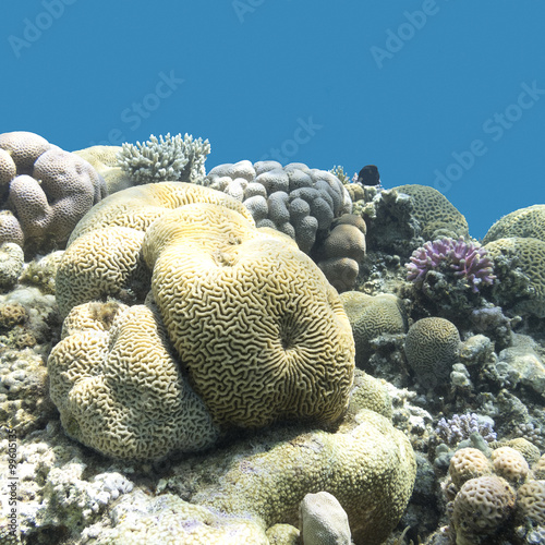 coral reef with brain coral in tropical sea, underwater