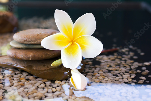 plumeria or frangipani decorated on water and pebble rock in zen
