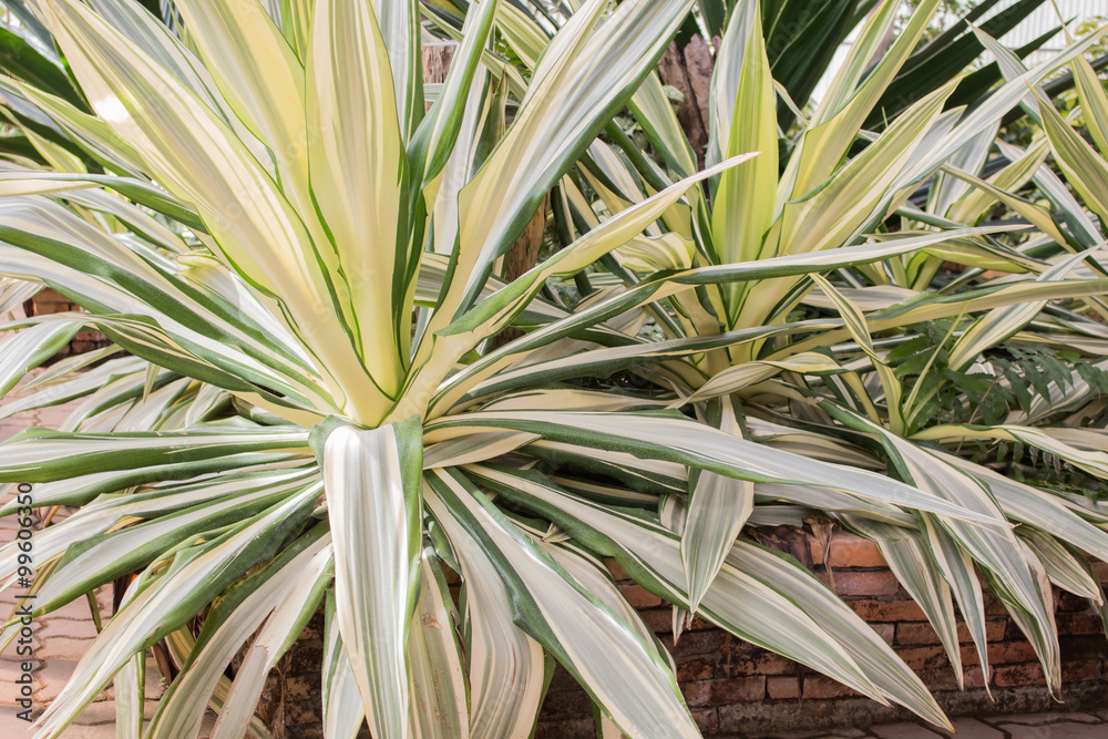 Green plant in the garden
