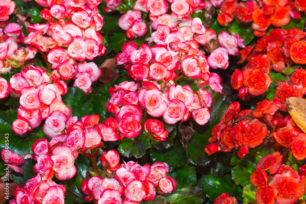 begonia flower in garden
begonia flower in garden