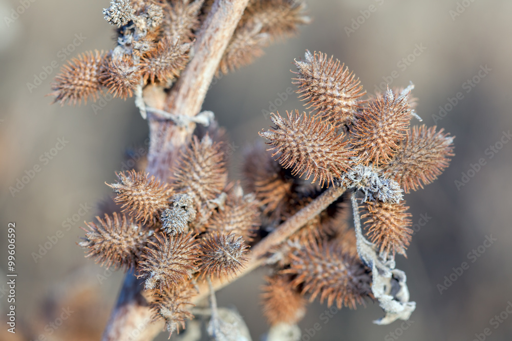 Burdock thorns