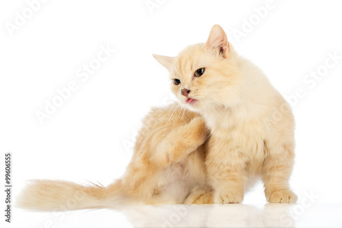 Foto White cat Munchkin on white background