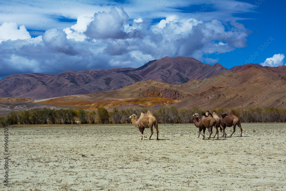 Camel herd and Mountain View steppe landscape, blue sky with clouds. Chuya Steppe Kuray steppe in the Siberian Altai Mountains, Russia