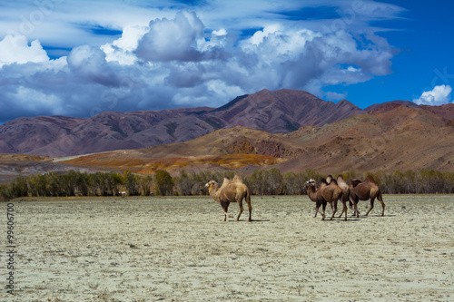 Camel herd and Mountain View steppe landscape, blue sky with clouds. Chuya Steppe Kuray steppe in the Siberian Altai Mountains, Russia