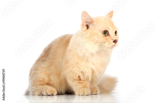Canvastavla White cat Munchkin on white background