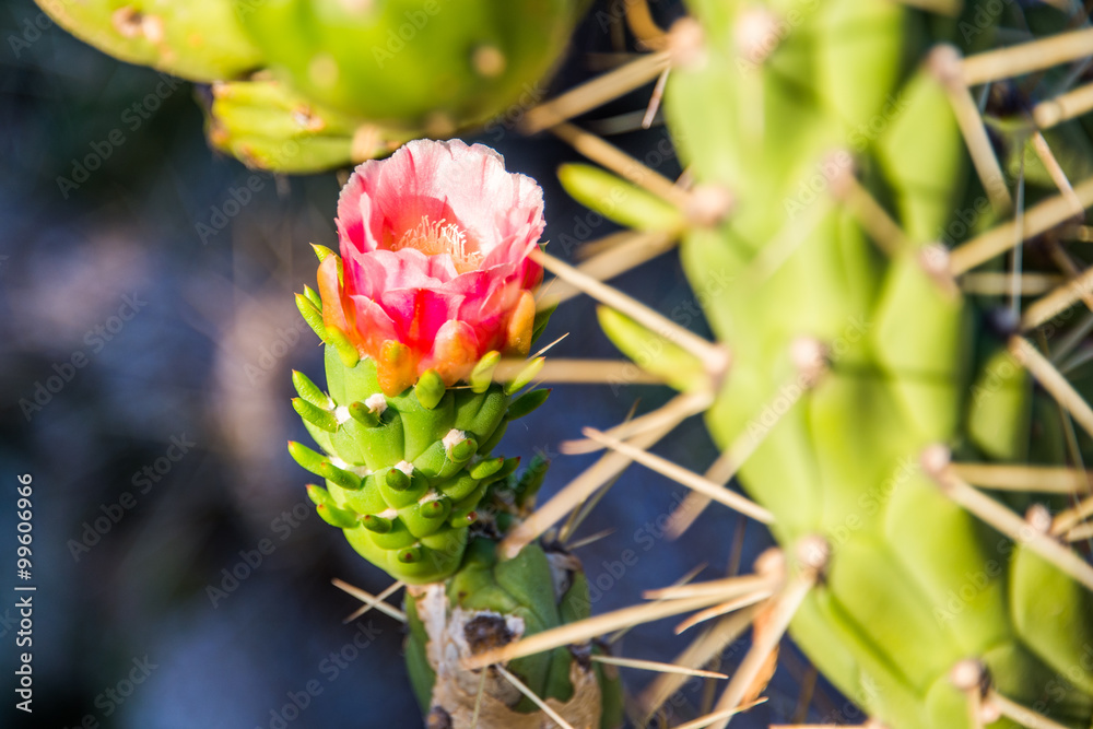 austrocylindropuntia subulata backeb austrocylindropuntia subulata backeb