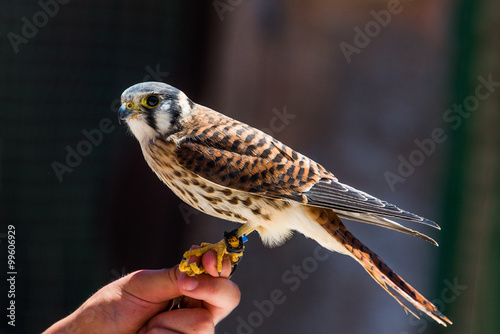 Bild auf Leinwand American kestrel