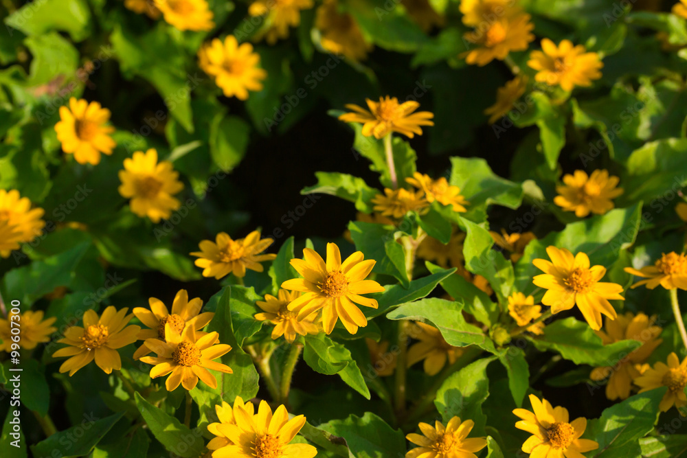 yellow flowers
yellow flowers