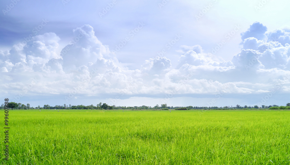 Fototapeta premium Field in blue sky.