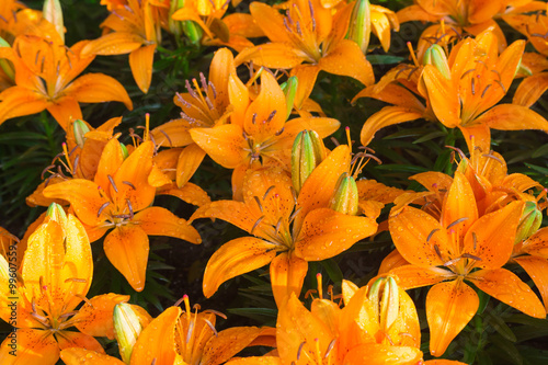 Orange lily flower close up   © sakdinon