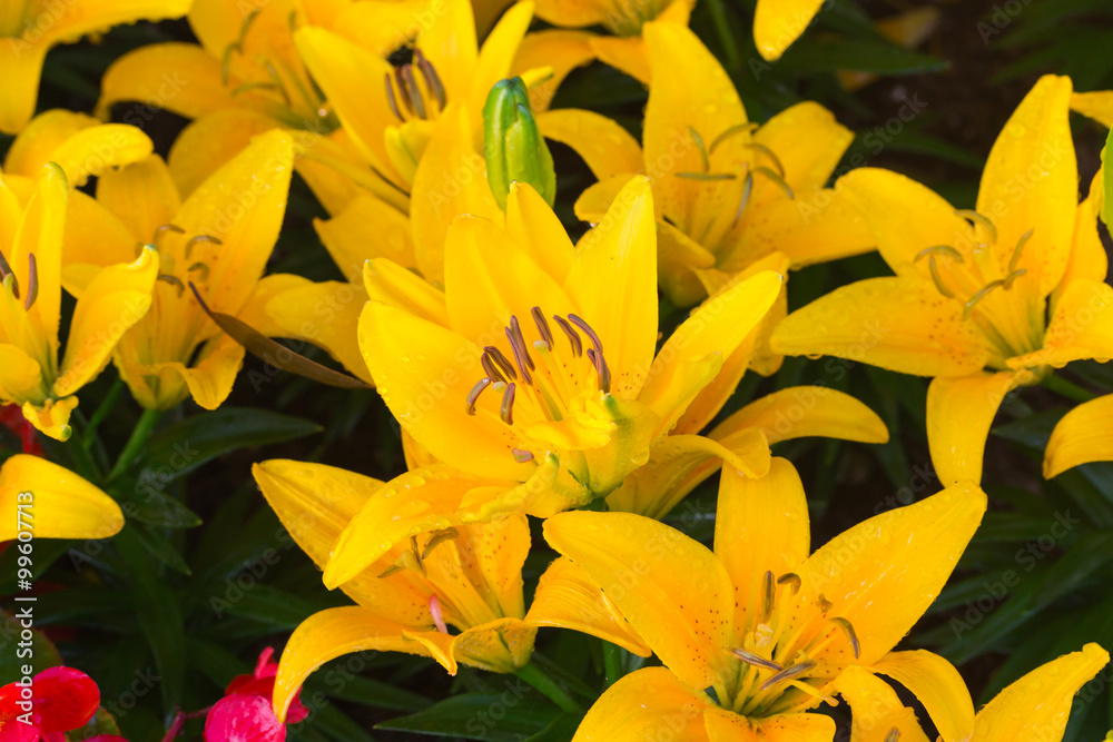 Fototapeta premium Beautiful yellow lily close up 