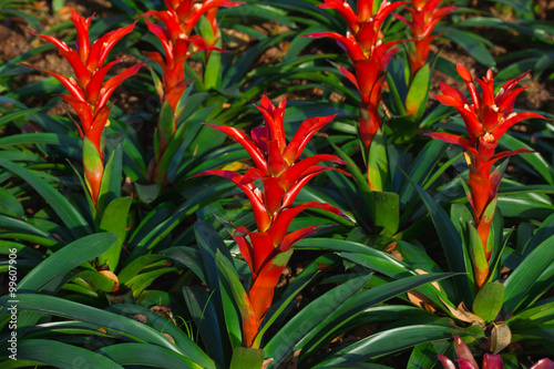 Red blooming bromeliad plants
