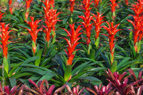 Fototapeta Naklejka Na Ścianę i Meble -  Red blooming bromeliad plants
