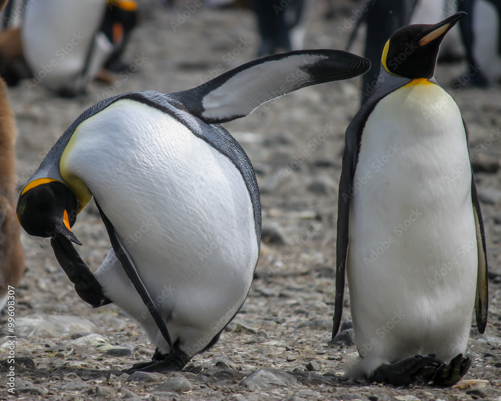 Naklejka premium King penguins (Aptenodytes patagonicus) in Antarctica