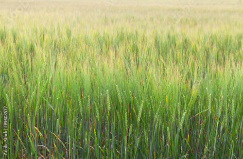 Field of barley. © Ludmila Smite