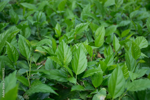 Wallpaper Mural Leaves Torontodigital.ca