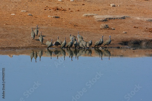 Perlhühner (Numida meleagris) im Etosha Nationalpark © anni94