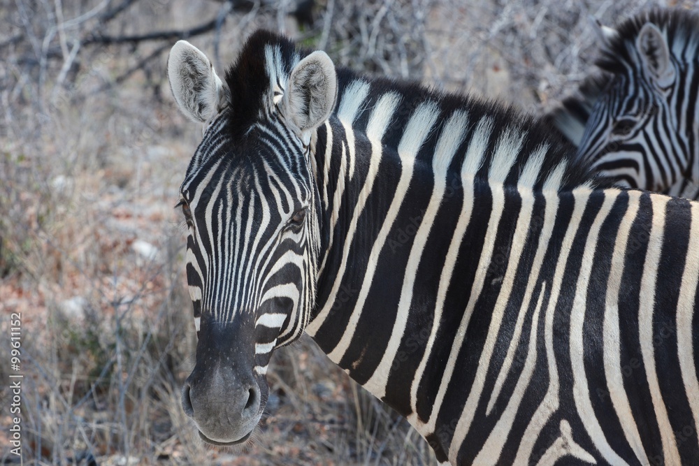 Fototapeta premium Steppenzebra (Equus Quagga) im Etosha Nationalpark