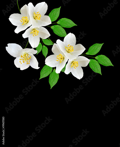 jasmine white flower isolated on black background