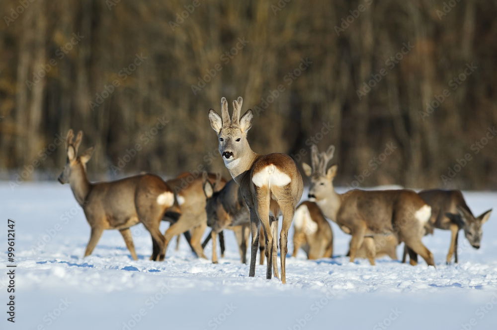 Obraz premium herd of roe deers in winter