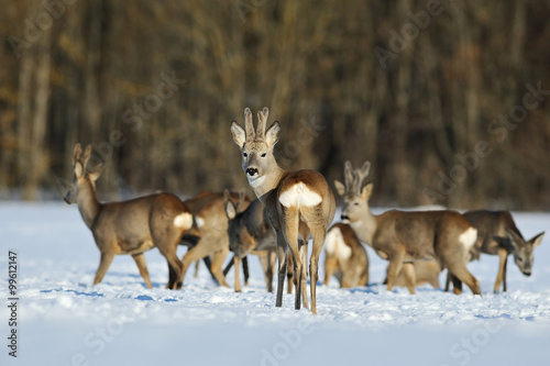 herd of roe deers in winter