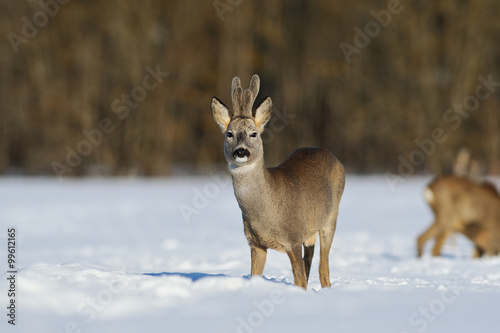 Photo roe deer in winter