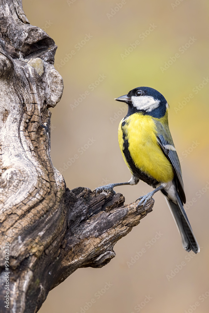 Obraz premium titmouse bird resting on a tree trunk outdoors