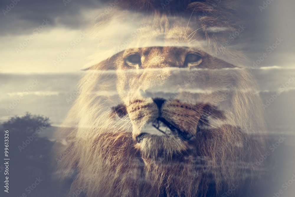 Fototapeta premium Double exposure of lion and Mount Kilimanjaro savanna landscape.