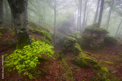 Misty beech wood in Urbasa  Navarre 