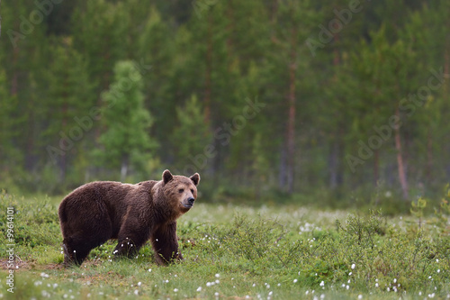 brown bear with forest background