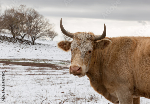 cow on the background of snow